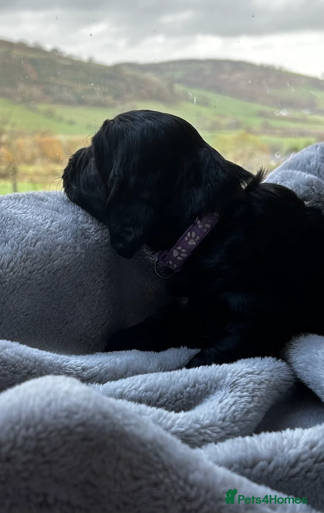 Cocker Spaniel dogs for sale: ✨ Cuddles Await from our Cocker Spaniel Pups  - Advert 30