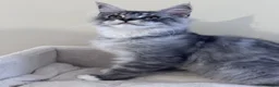 Maine Coon cats for sale: Two pedigree Maine Coon males for adoption in Nottingham - Advert 5