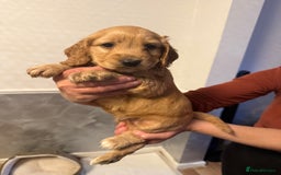 Cocker Spaniel dogs for sale: Show Type Cocker Spaniels - 3 colours available! - Image 5