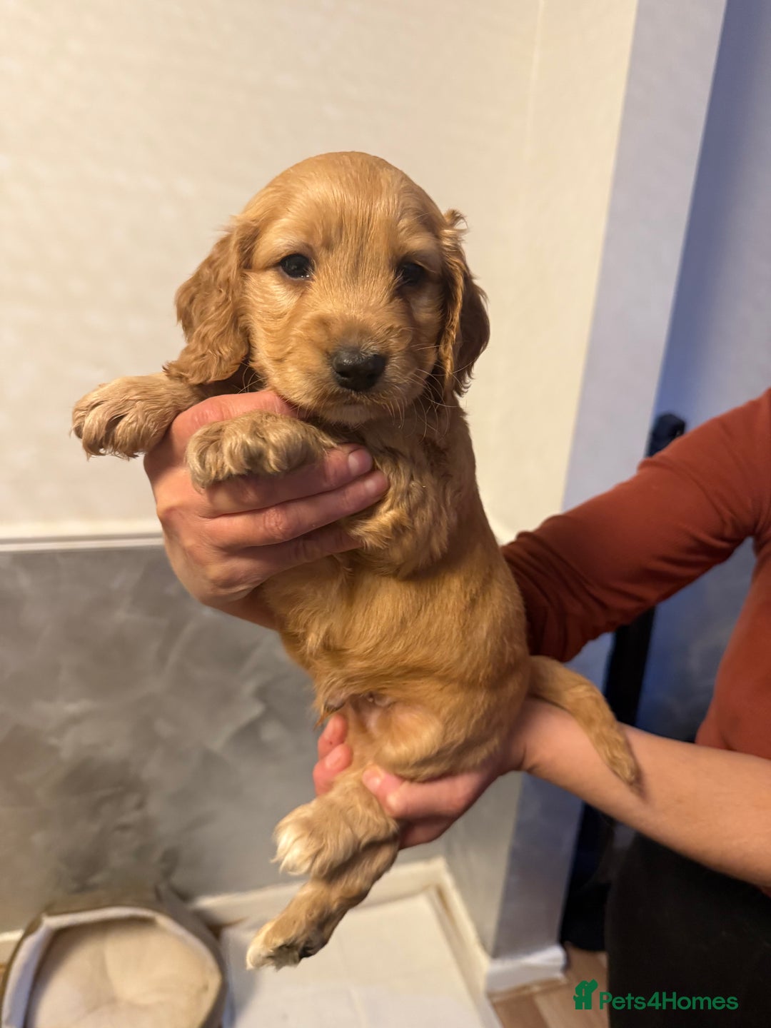 Cocker Spaniel dogs for sale: Show Type Cocker Spaniels - 3 colours available! - Image 5