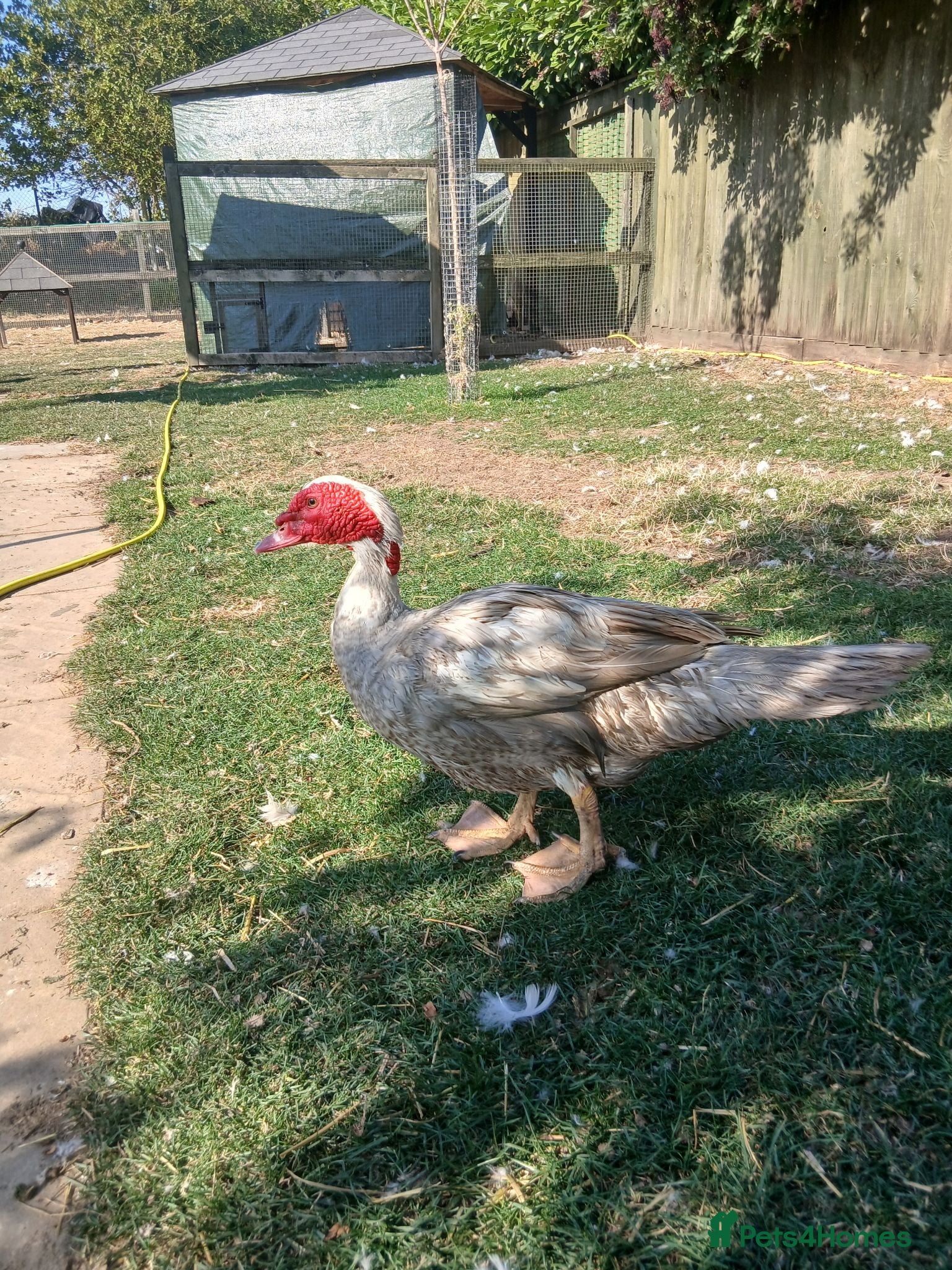 Ducks poultry 2 Muscovy Drakes - Advert 1