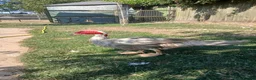 Ducks poultry for sale: 2 Muscovy Drakes - Advert 1