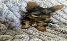 Yorkshire Terrier dogs for sale: Pure Breed Toy Yorkshire Terrier Pups Ready Now!  - Image 2