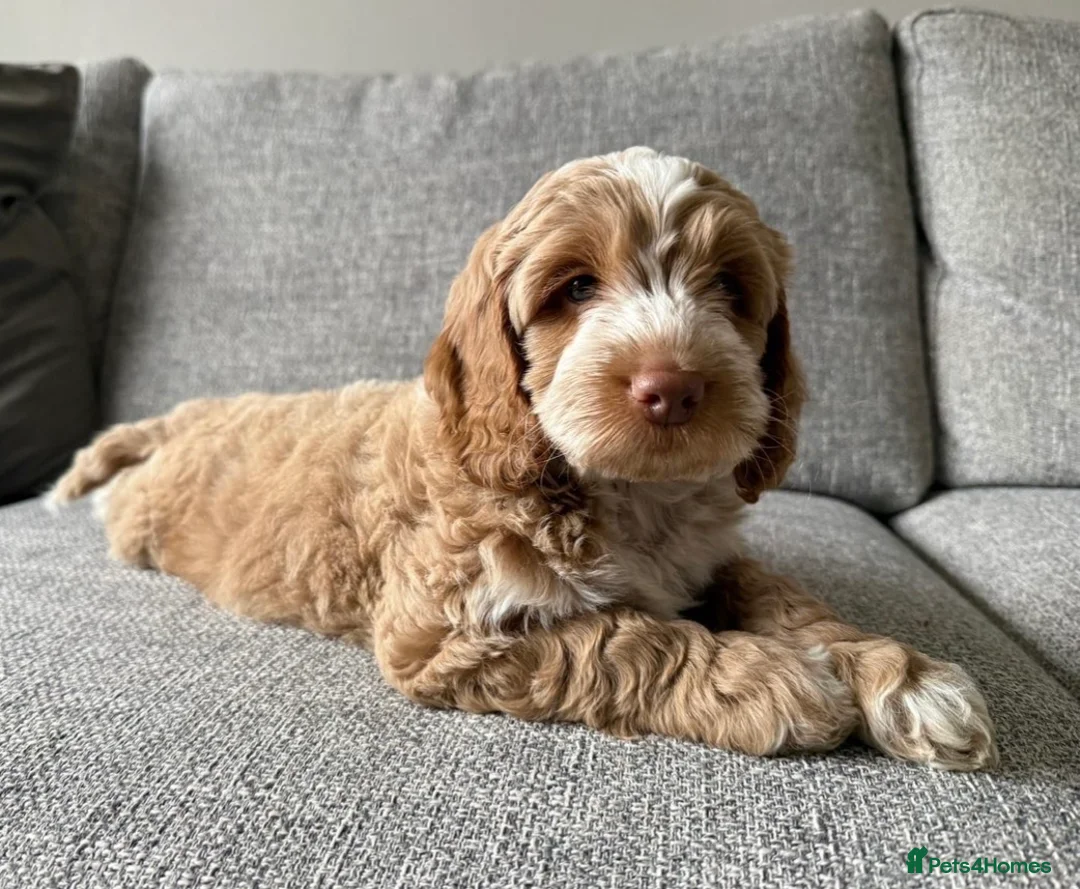 Australian Labradoodle dogs for sale: Multigen Australian Labradoodle - Advert 2