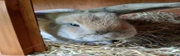 Mini Lop rabbits for sale: Female sandy/grey colour Mini Lop - 2 1/2yrs old.  - Advert 4