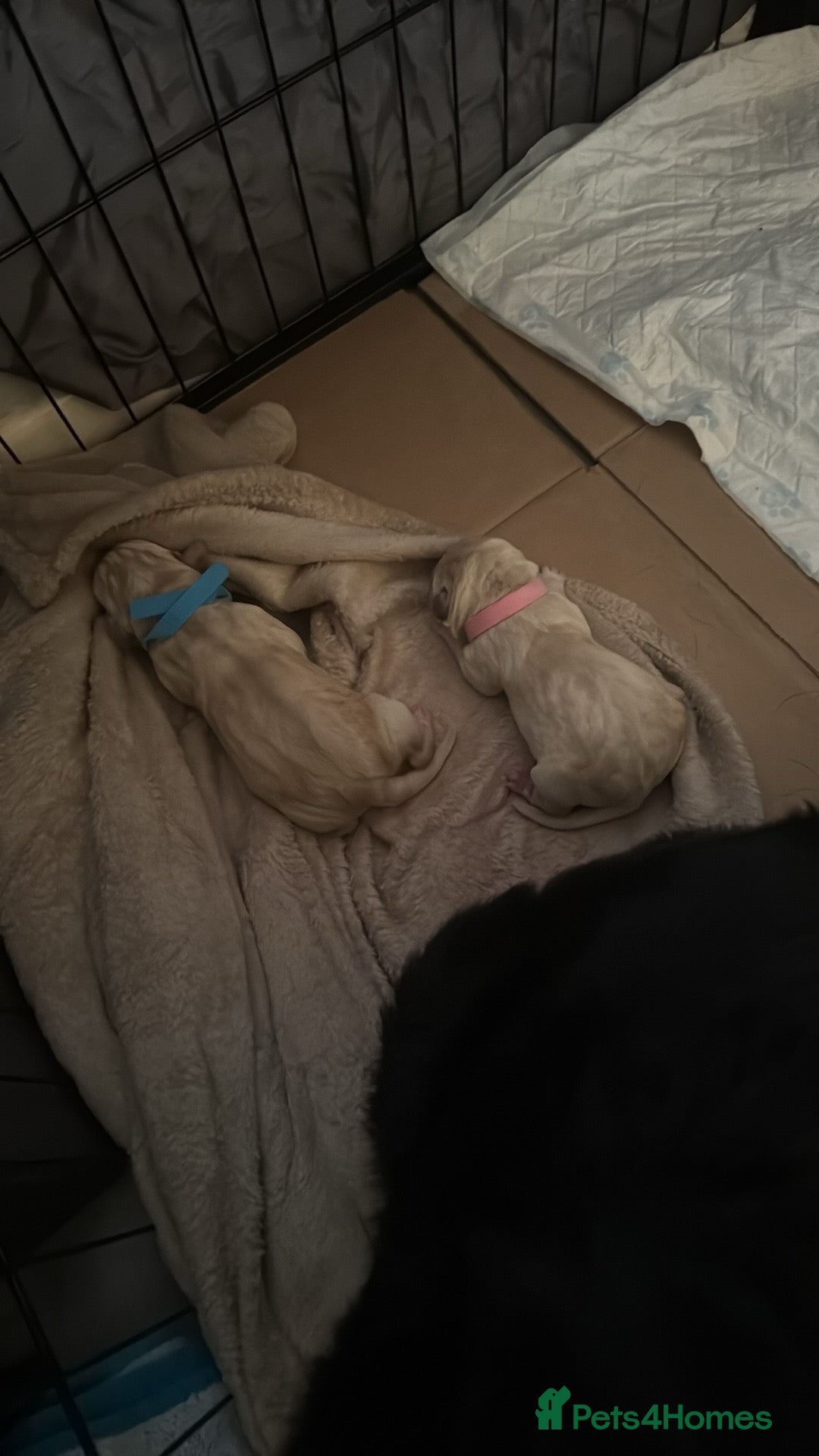Labrador Retriever dogs for sale: 9 stunning Labrador puppies  - Image 6
