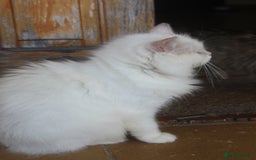 Persian cats for adoption: Agi, Persian and Carla, Persian cross, both aged 6 - Image 11