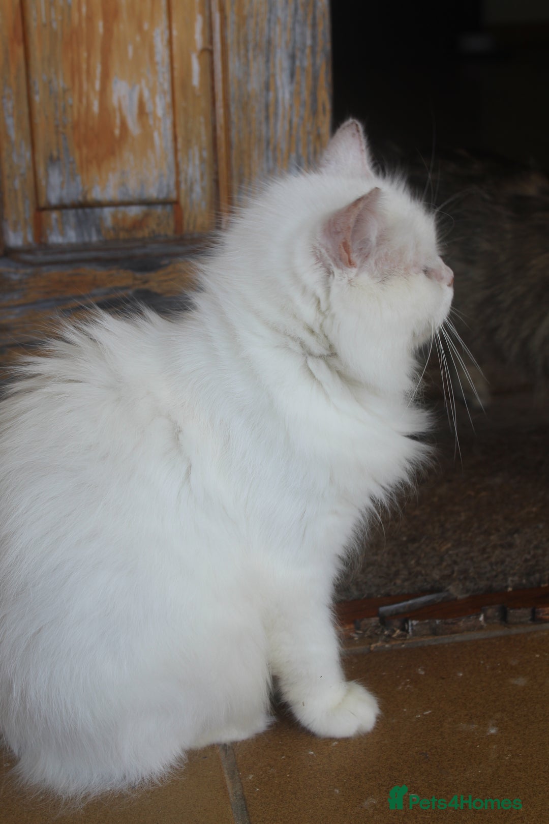 Persian cats for adoption: Agi, Persian and Carla, Persian cross, both aged 6 - Image 11
