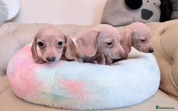 Miniature Dachshund dogs for sale: Miniature Dachshund 5 Star ⭐ Licensed Breeder - Image 12