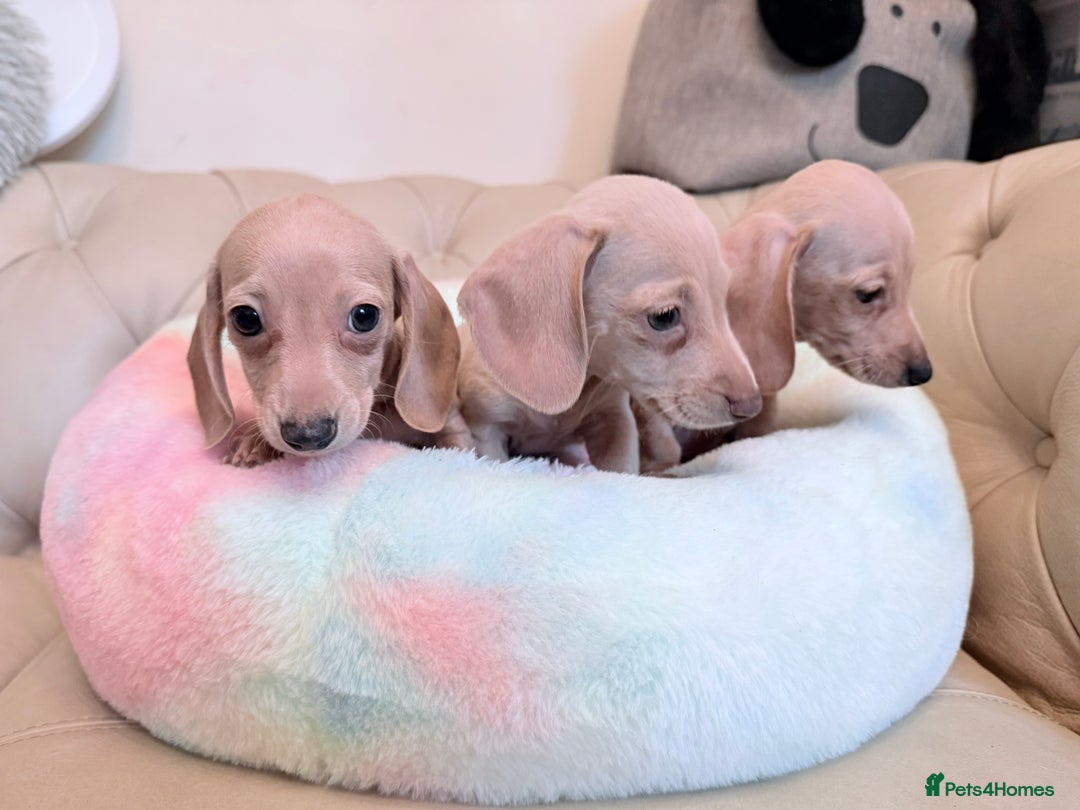 Miniature Dachshund dogs for sale: Miniature Dachshund 5 Star ⭐ Licensed Breeder - Image 12