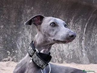 Whippet dogs KC Whippet Puppies - Champion Lines - Advert 5