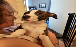 Staffordshire Bull Terrier dogs for sale: Staffordshire bull terrier puppy  - Image 1