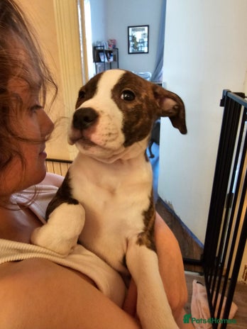 Staffordshire Bull Terrier dogs - Advert 1