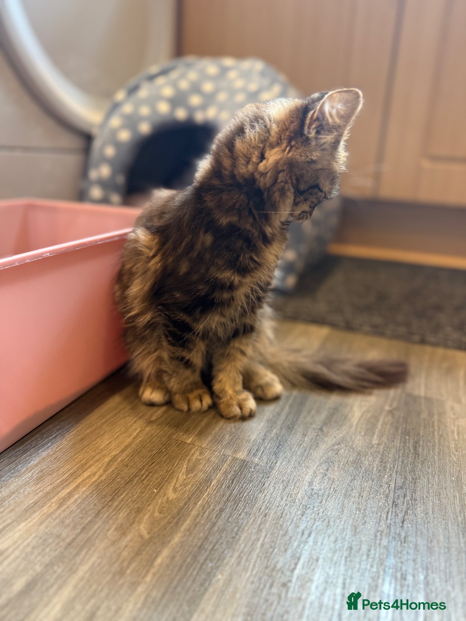 Mixed Breed cats for sale: Chocolate Fluffy Female Kitten (last one left) - Advert 5