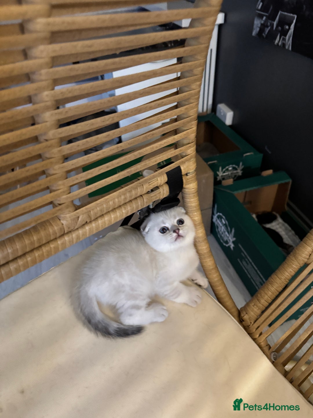Scottish Fold cats for sale: 2-Lovely Chinchilla Scottish Fold Litter Available - Advert 7
