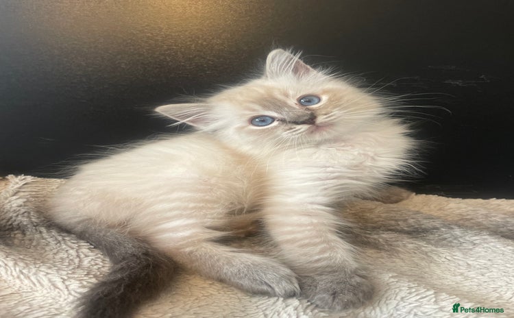 Ragdoll cats - Advert 10