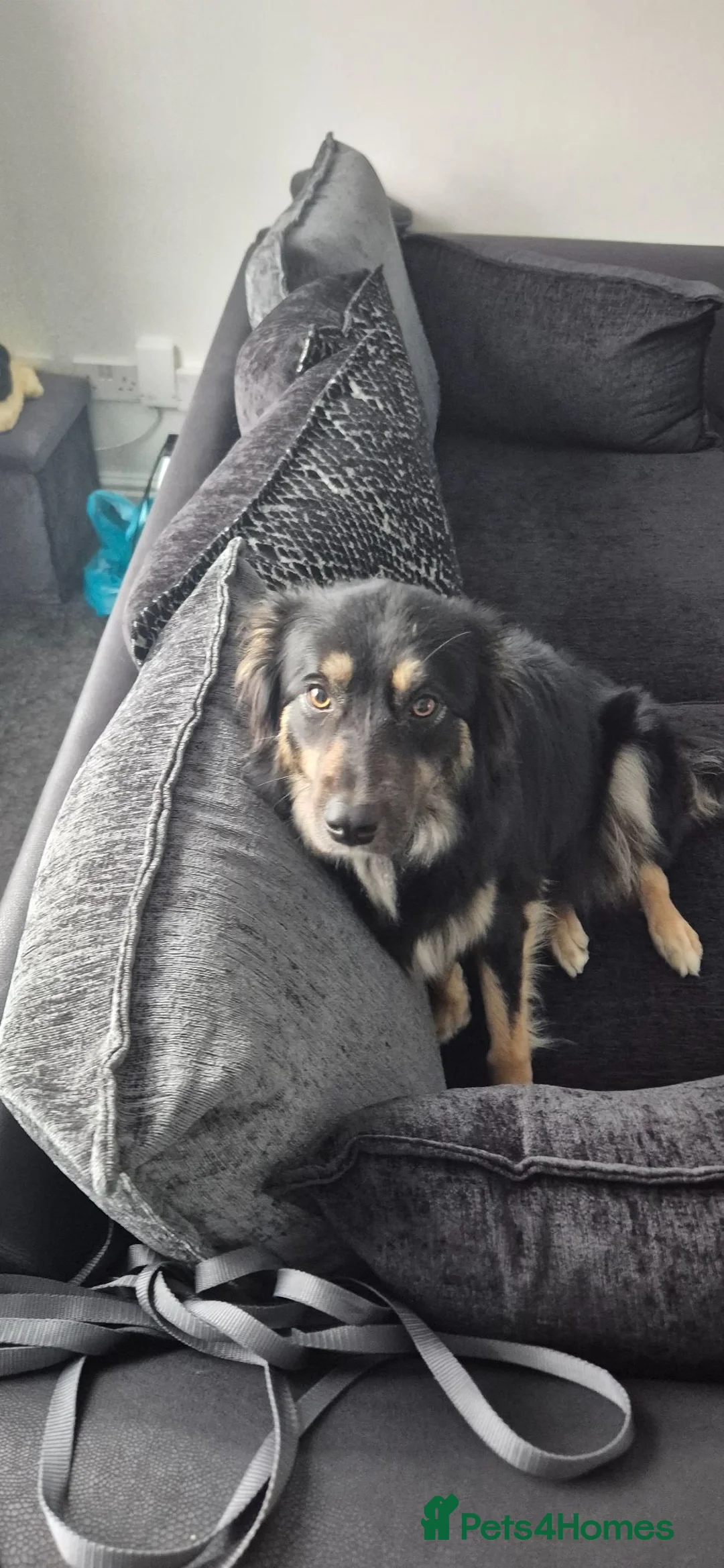 Border Collie dogs for sale: Border collie  - Advert 1