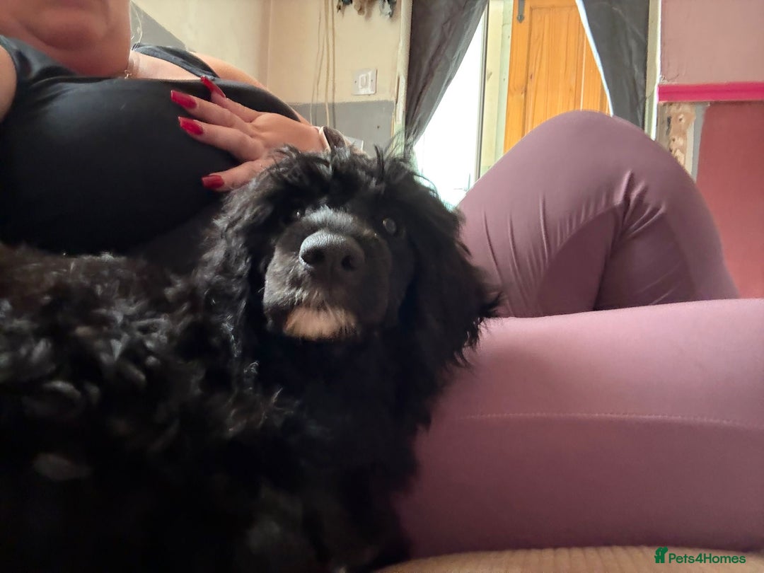Miniature Poodle dogs for sale: miniature poodle  - Image 2