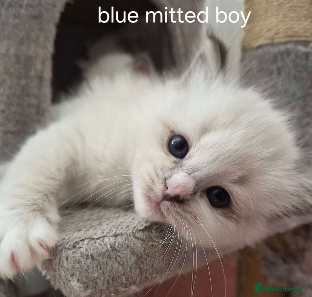 Ragdoll cats for sale: 5 GCCF Pedigree Ragdoll kittens for sale - Image 7