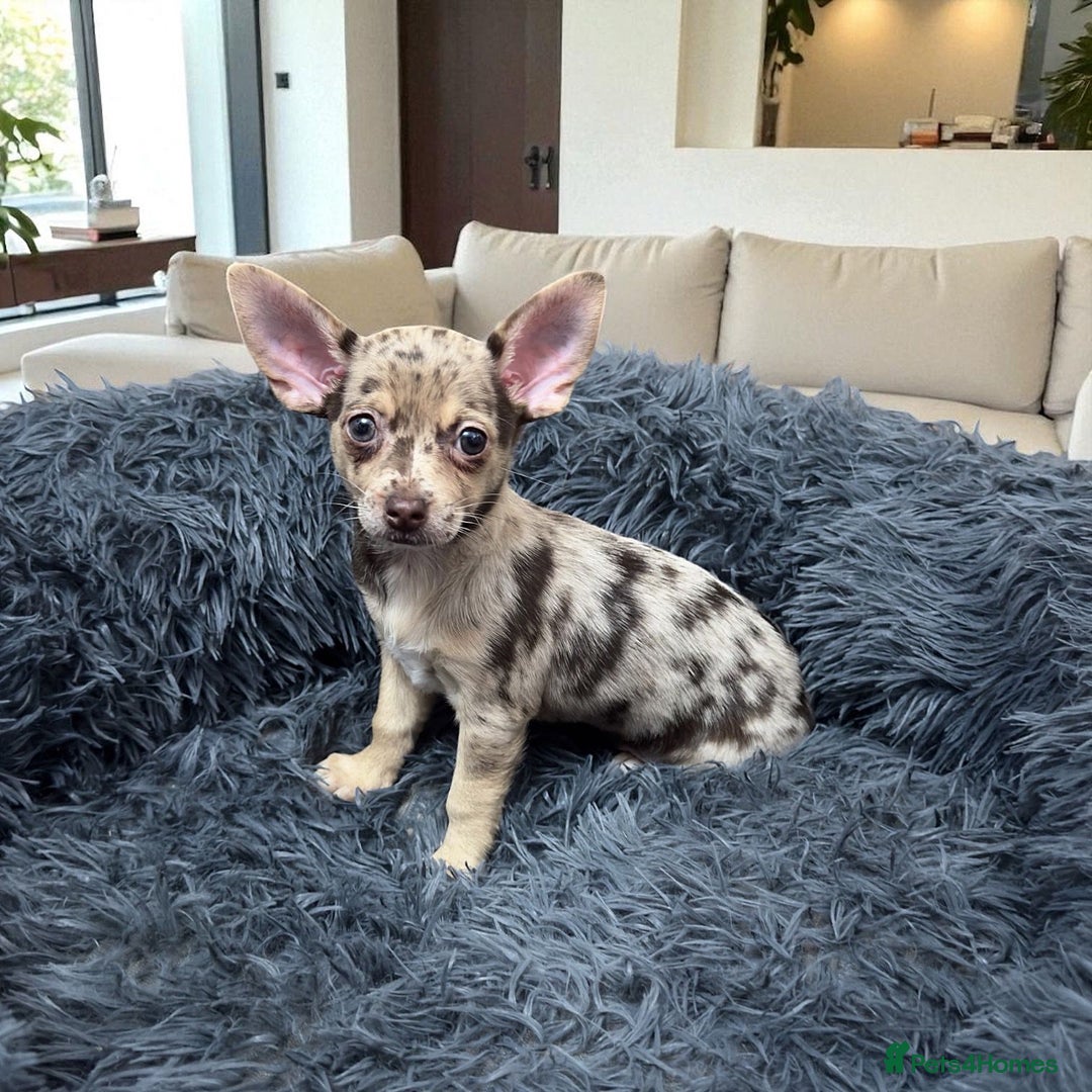Chihuahua dogs for sale: Merle Chihuahua Puppys - Image 4