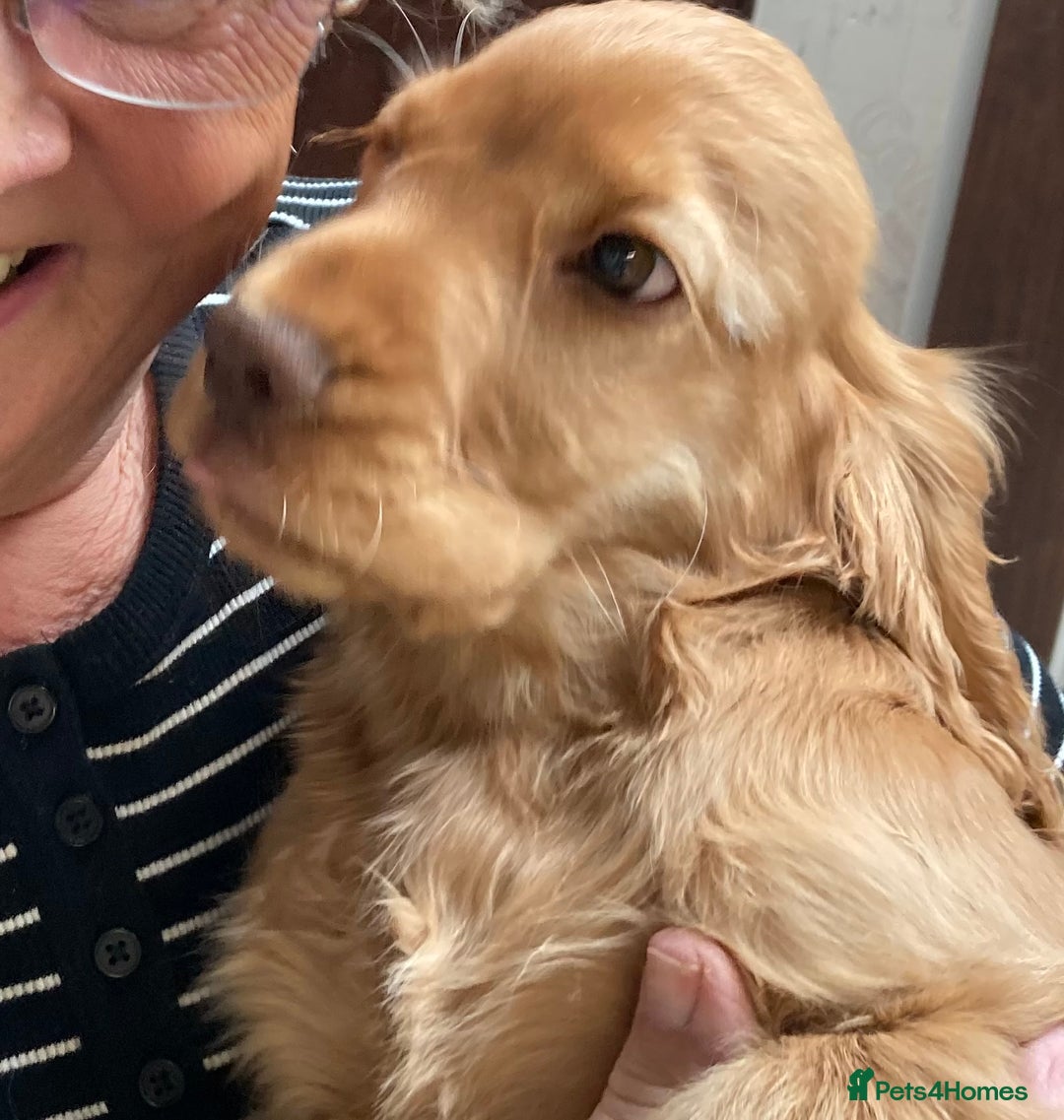 Cocker Spaniel dogs for sale: KC Show Cocker Spaniel Puppies - Due Sept  - Image 22