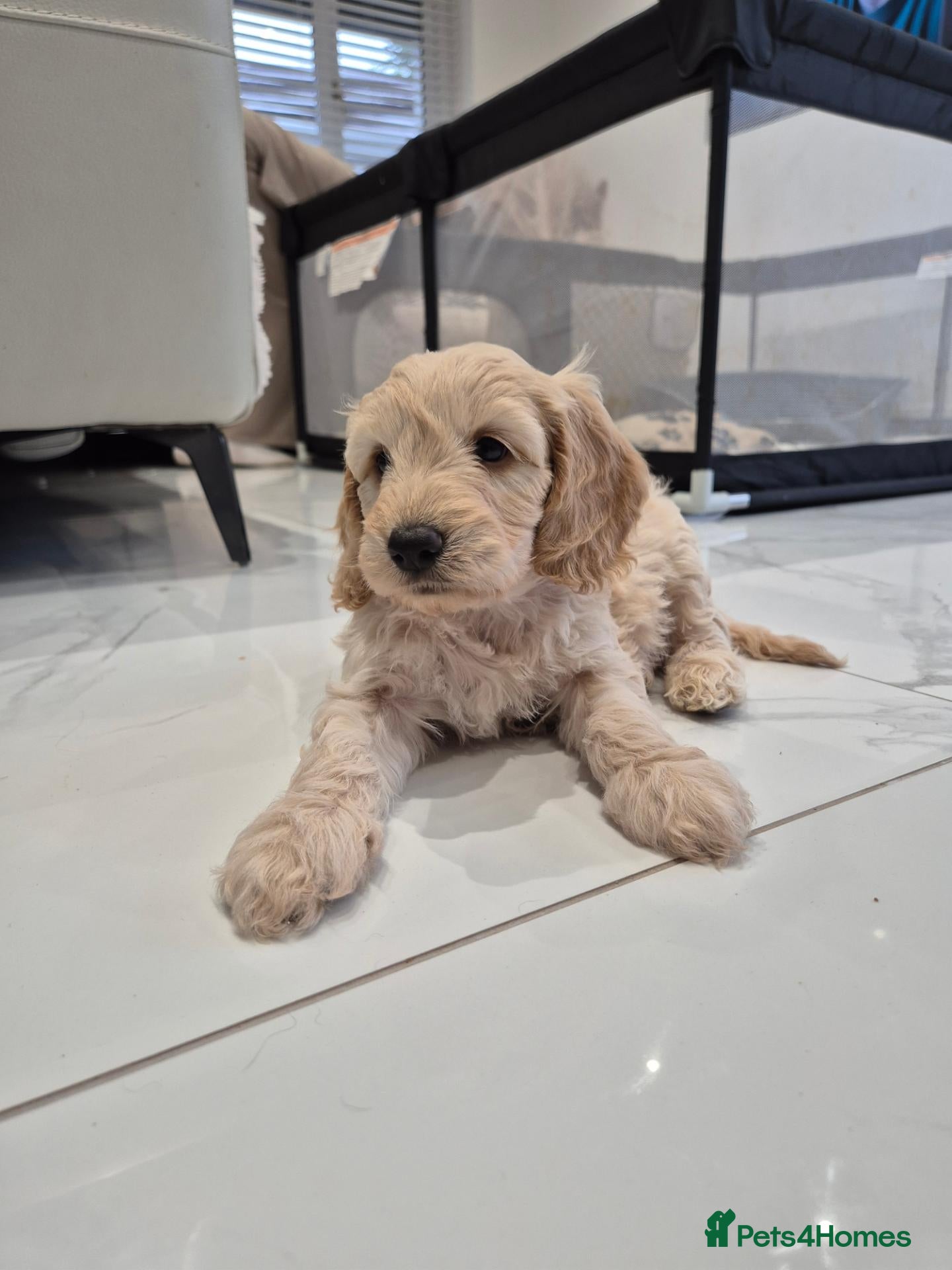 Cockapoo dogs F2 Cockapoo puppies - Advert 11