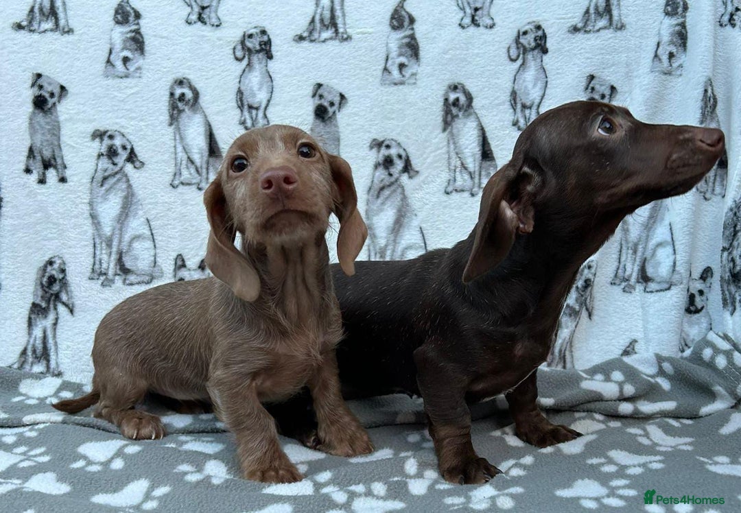 Dachshund dogs for sale: FULLY VAX kc REG PRA CLR miniature dachshunds  - Advert 11