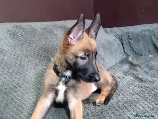 Belgian Shepherd Dog dogs - Advert 10