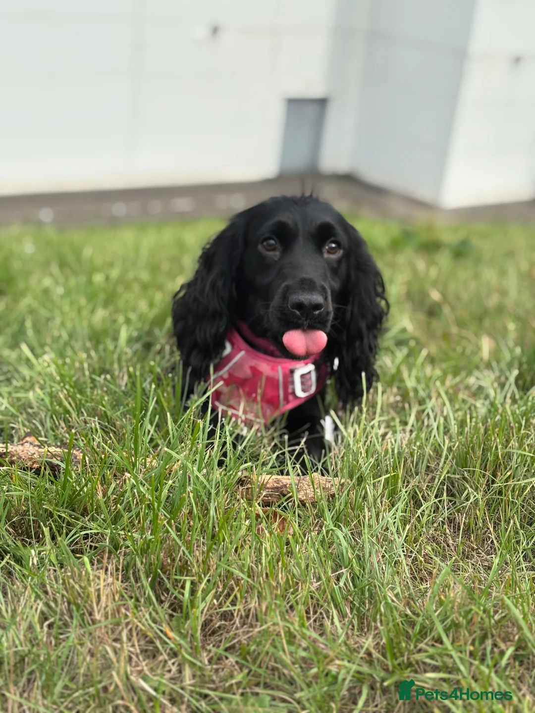 Cocker Spaniel dogs for sale: 2 year old cocker spaniel for sale  in Billingham - Advert 6