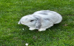 Mini Lop rabbits for sale: Bonded Rabbits For Sale - Image 4
