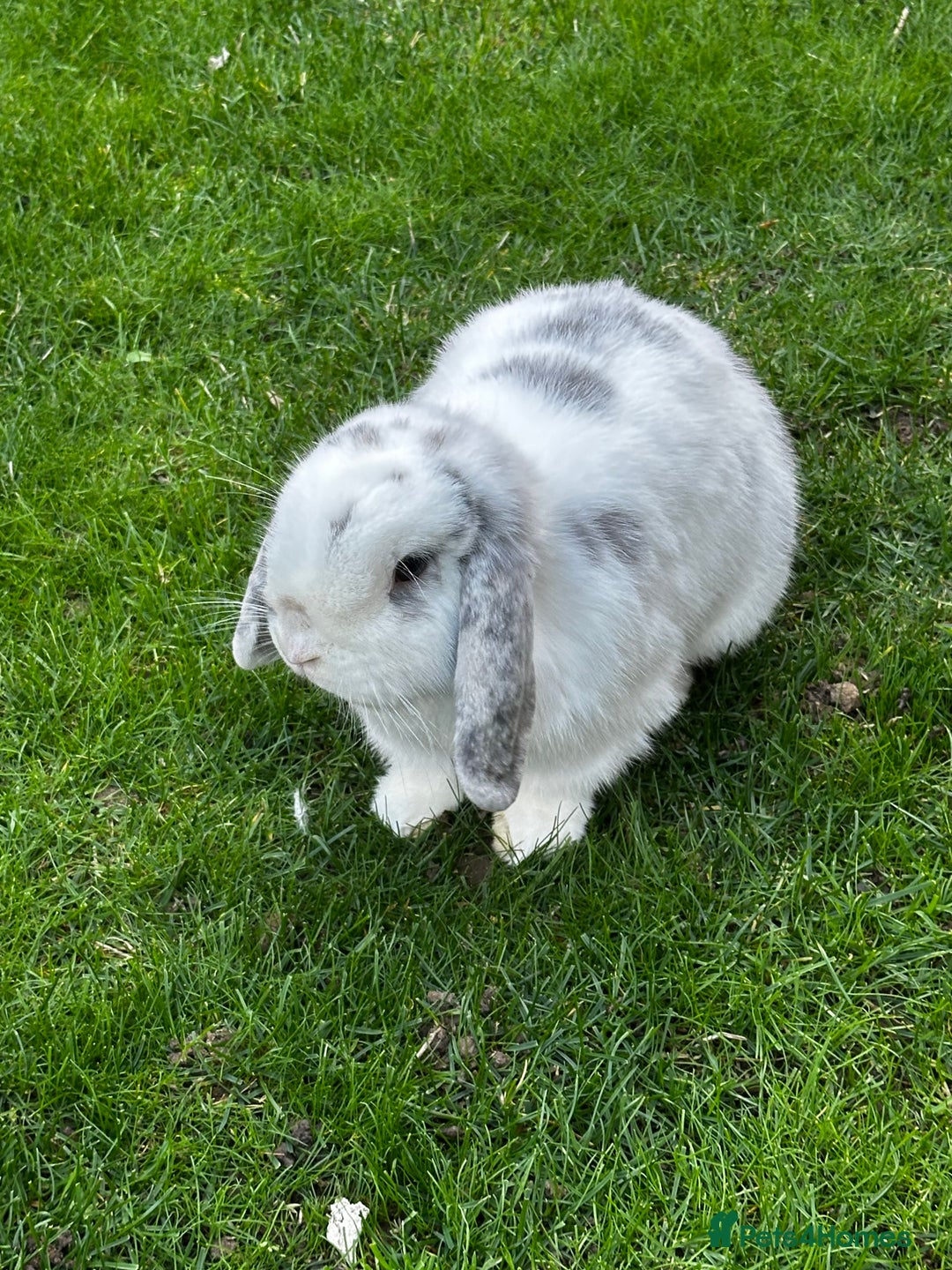 Mini Lop rabbits for sale: Bonded Rabbits For Sale - Image 4