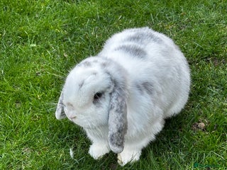 Mini Lop rabbits Neutered male for sale - Advert 13