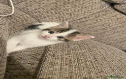 Mixed Breed cats for sale: Adorable Half-Manx Kittens 🐾 - Image 4