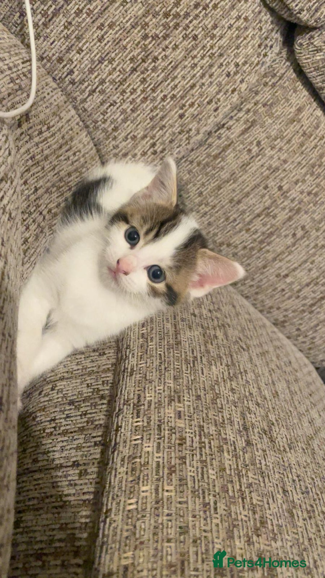 Mixed Breed cats for sale: Adorable Half-Manx Kittens 🐾 - Image 4
