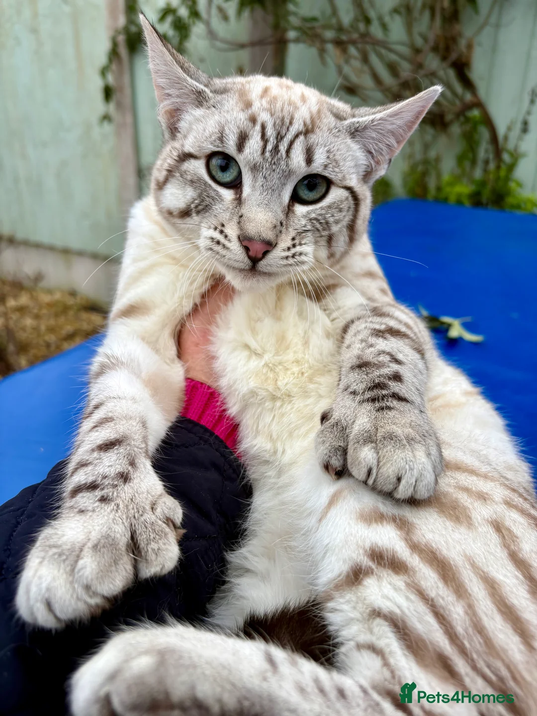 Savannah cats for sale: Breath taking wild looking girl  - Advert 2