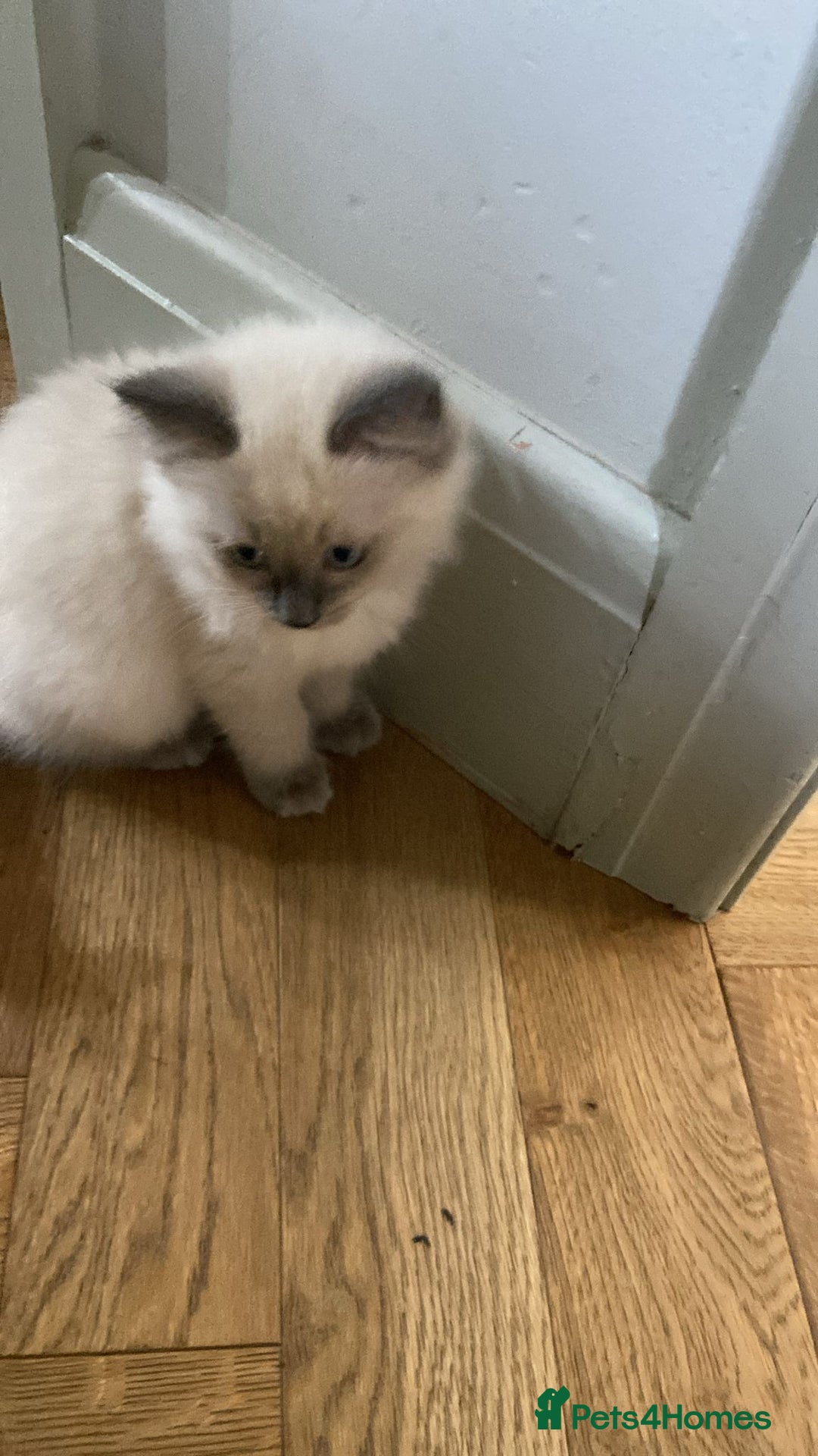 Ragdoll cats for sale: GCCF Ragdoll Kittens - Image 5