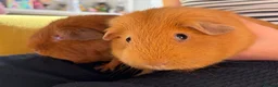 Guinea Pig rodents for sale: 2 x male guinea pigs  in Stourport-on-Severn - Advert 1