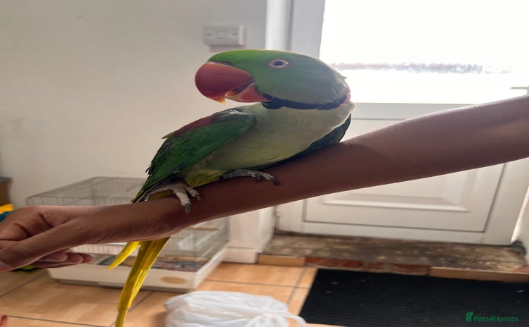 Parrots birds - Advert 1