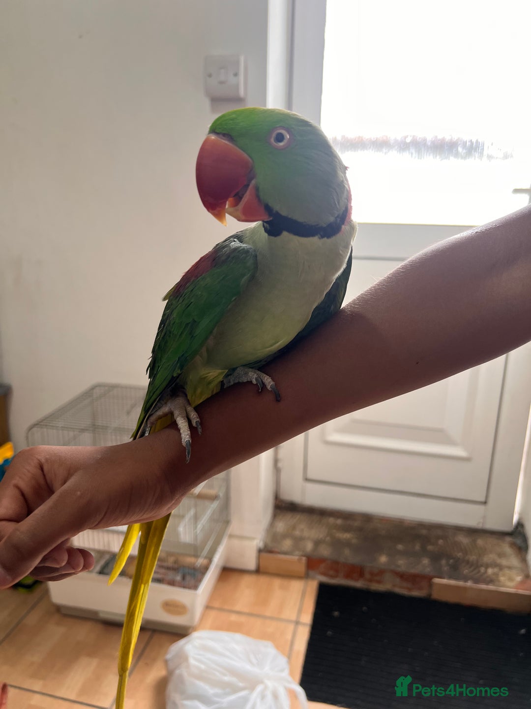 Parrots birds for sale: Alexandrine male - Image 1