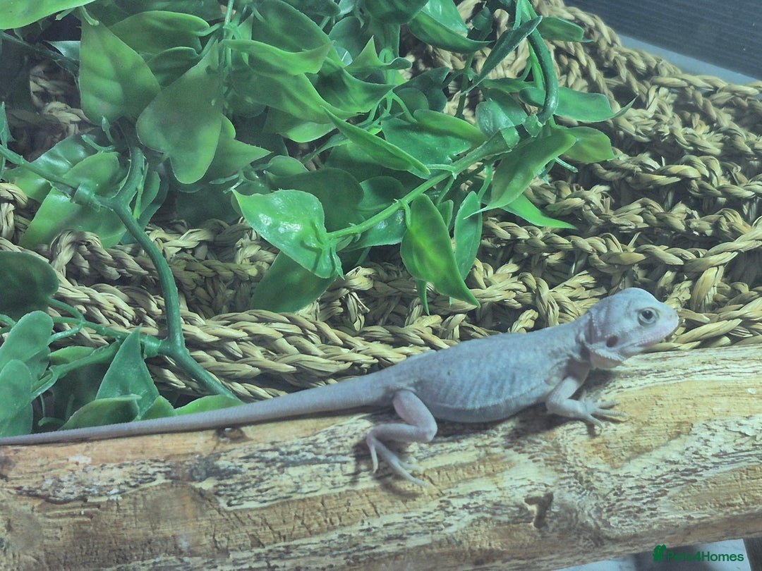 Bearded Dragon reptiles for sale: Bearded dragons  babies  - Advert 13