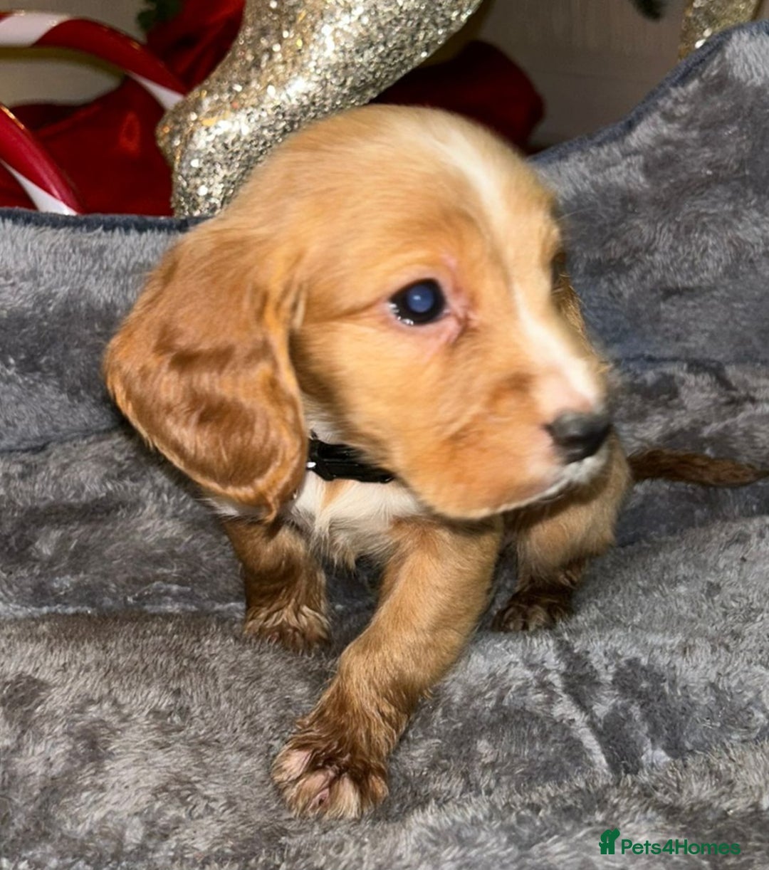 Cocker Spaniel dogs for sale: 6 beautiful cocker spaniel puppies  - Advert 21