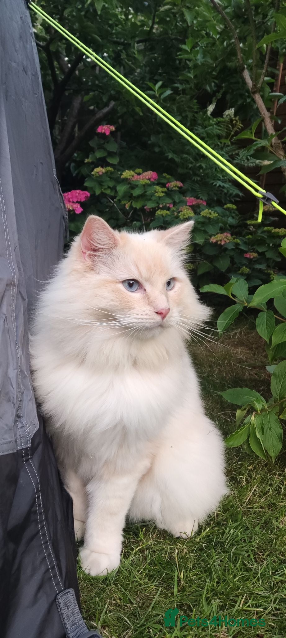 Ragdoll cats Ragdoll in need of a new home - Advert 3