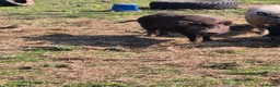 Pig livestock for sale: Young male pig , juliana , micro pig - Advert 3