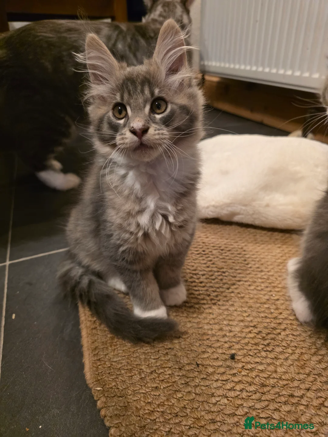 Maine Coon cats for sale: Beautiful Maine Coon Kittens 3 boys/ 2 girl  - Advert 37
