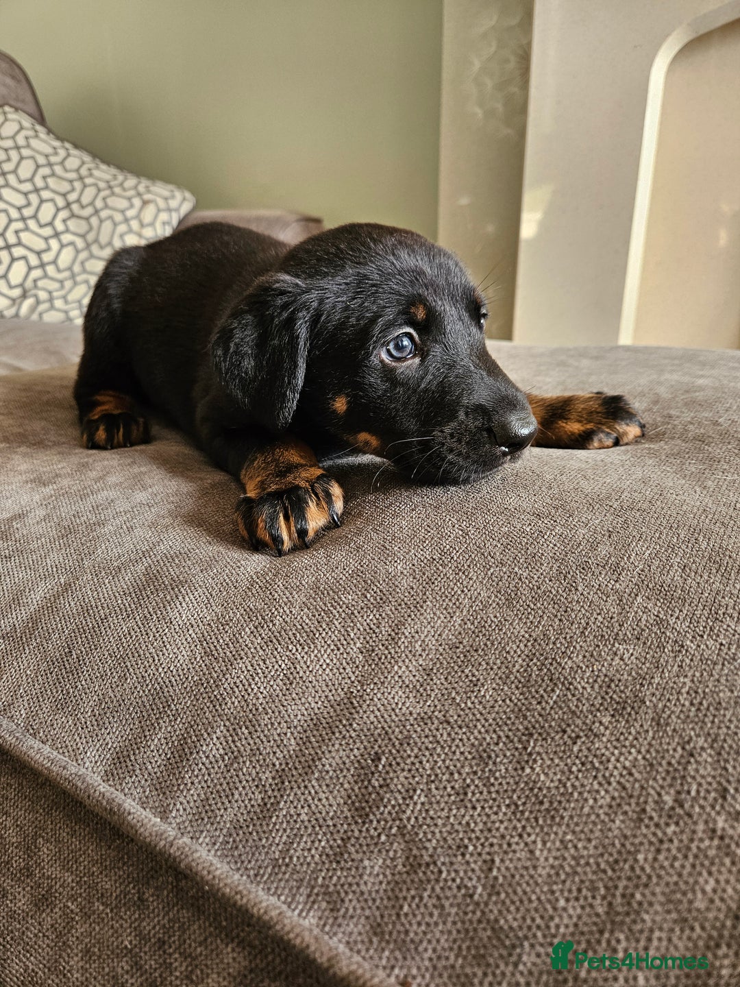 Mixed Breed dogs for sale: Beautiful black German shepherd x doberman  - Advert 8