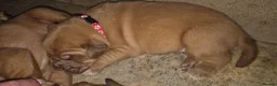 Dogue De Bordeaux dogs for sale: KC Registered Dogue de Bordeaux Puppies-Champion  - Advert 30