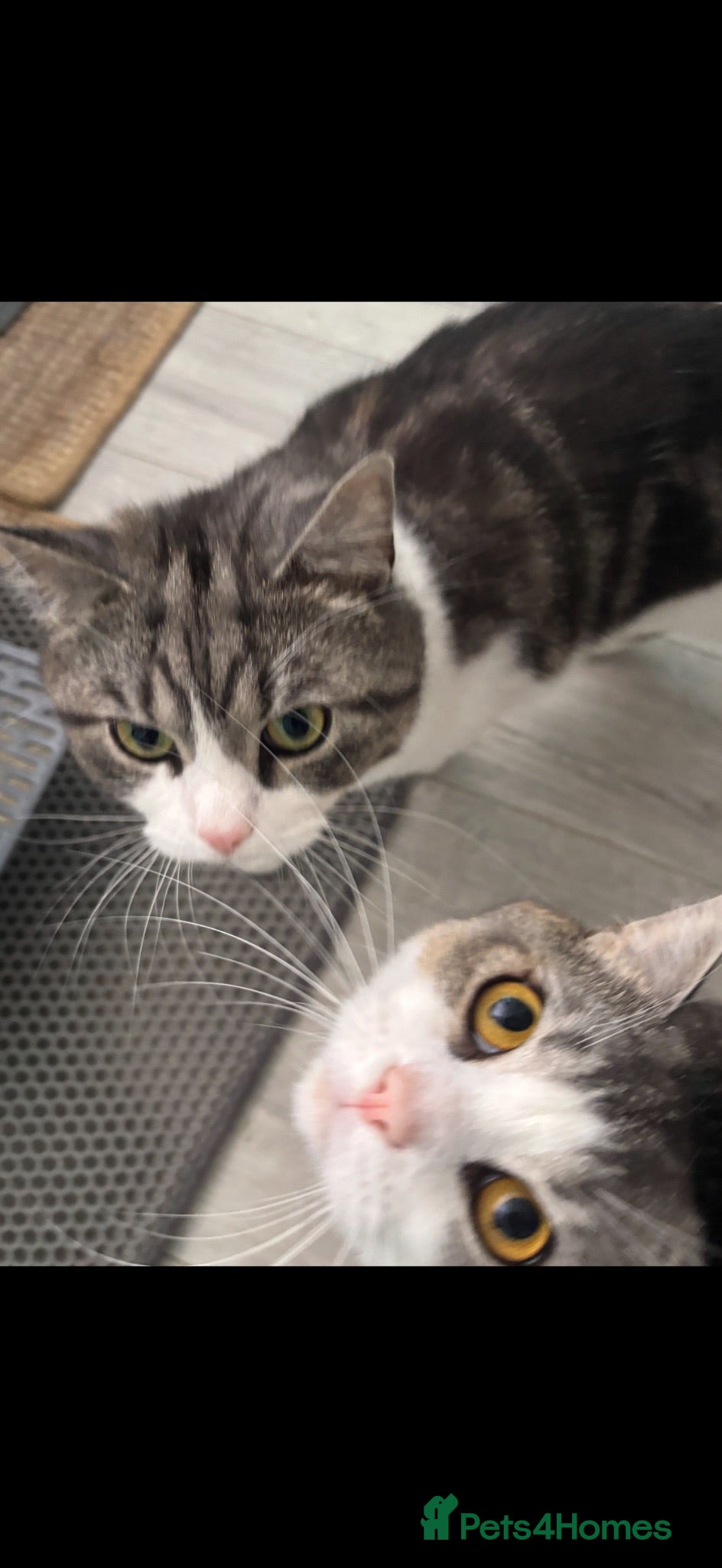 British Shorthair cats 2 Brothers British shorthair mix desperate to home - Advert 1