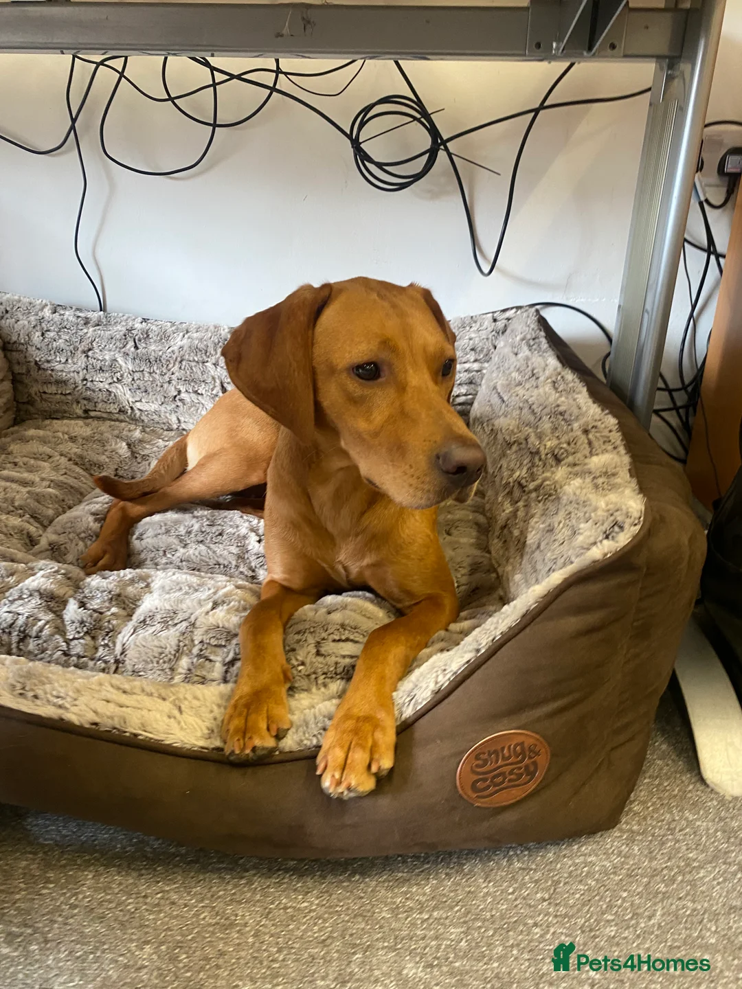 Mixed Breed dogs for sale: 17 Month Female Vizslador for sale  - Advert 5