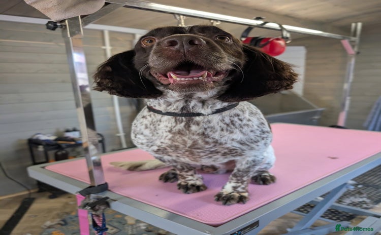 Sprocker dogs - Advert 5