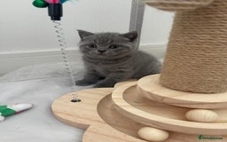 British Shorthair cats for sale: GCCF registered Champion bloodline BSH kittens - Image 15